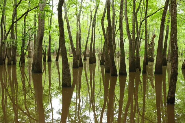 Big Thicket National Preserve